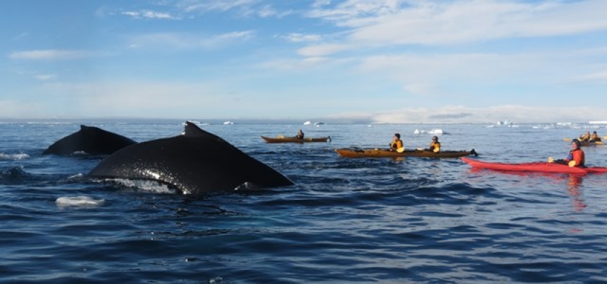 Whale encounters in Antarctica