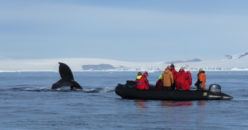 Antarctica whales on a zodiac cruise