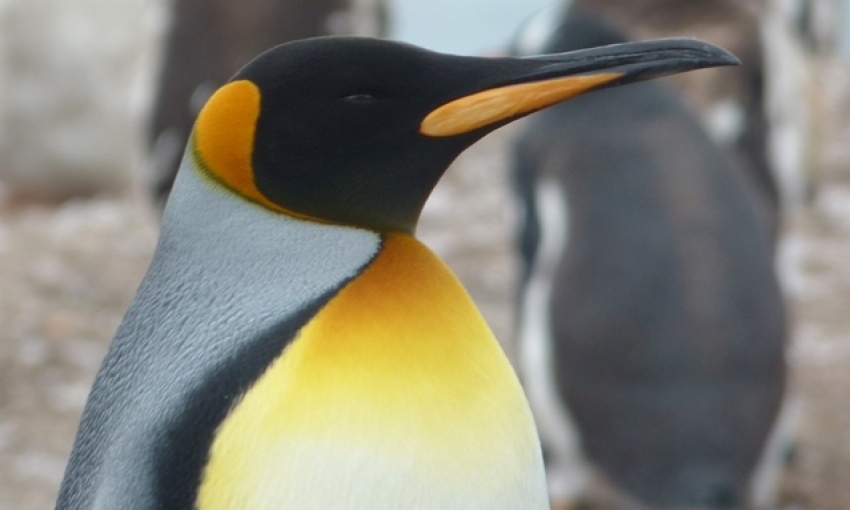 King Penguin in the Antarctica