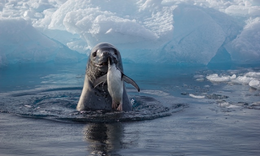 Leopard seal eating a Penguin