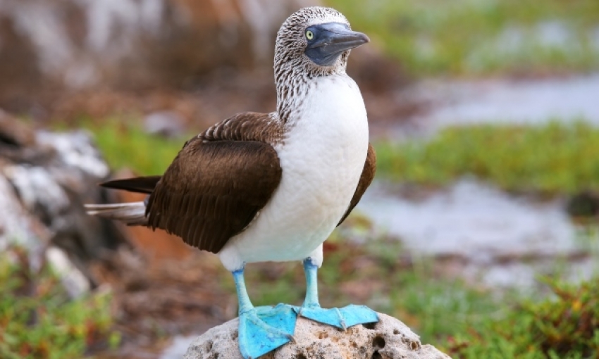 In the Galapagos Islands, you will encounter the blue-footed boobies