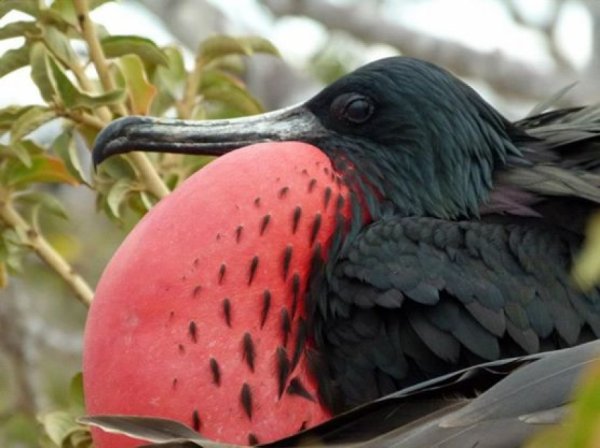 A Frigatebird