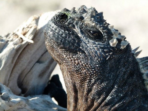 A majestuous iguana