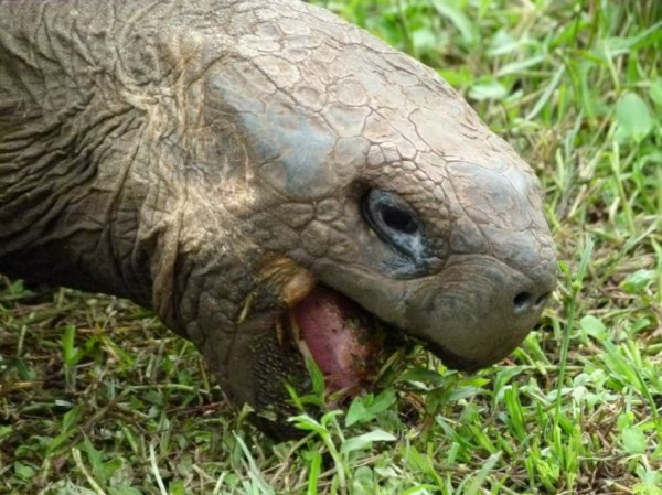 Did you know that a giant tortoise can live for more 150 years?