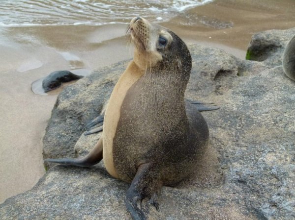 Sealions are very friendly