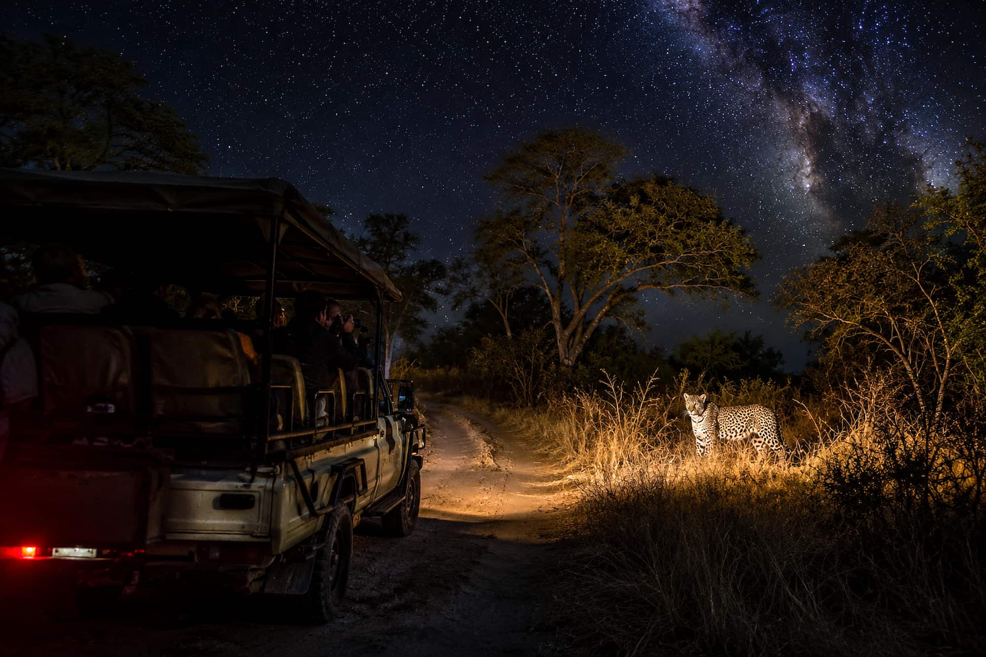 A night drive safari reveals a different side of nature