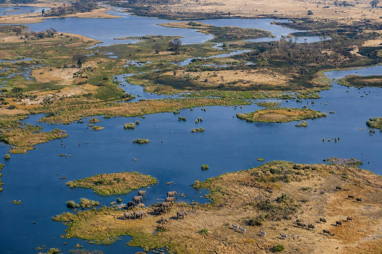 An aerial view of the Okavango Delta showcasing its fascinating wildlife in motion