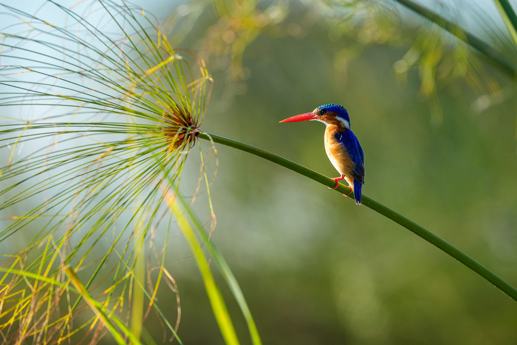 A vibrant display of birdlife in the green season