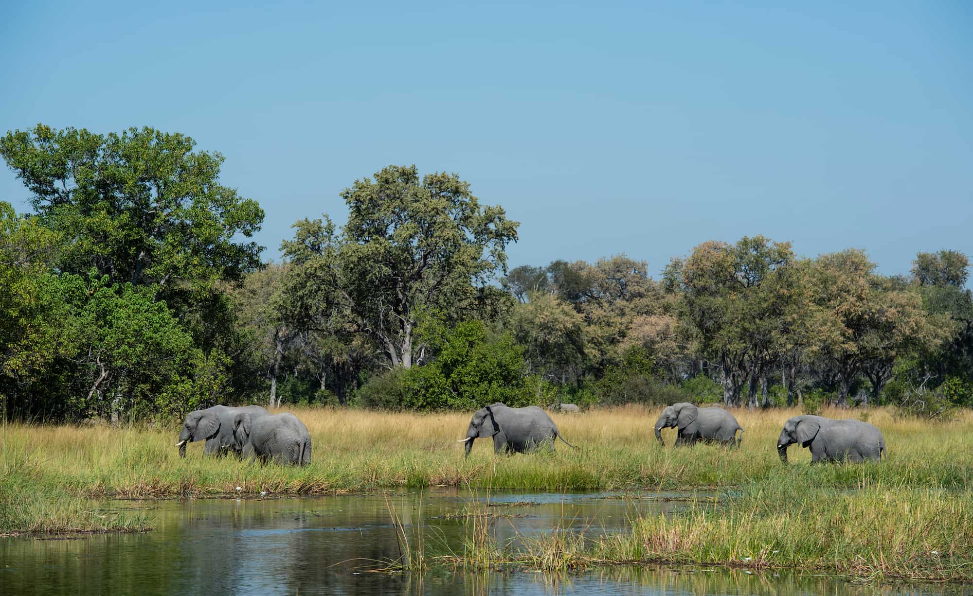 African elephants crossing the winding waterways of the Okavango Delta