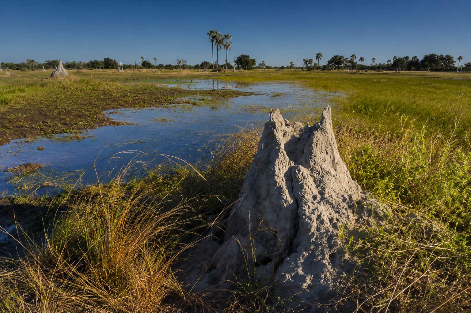 Termite mounds shaping the landscape of the Okavango Delta wetlands