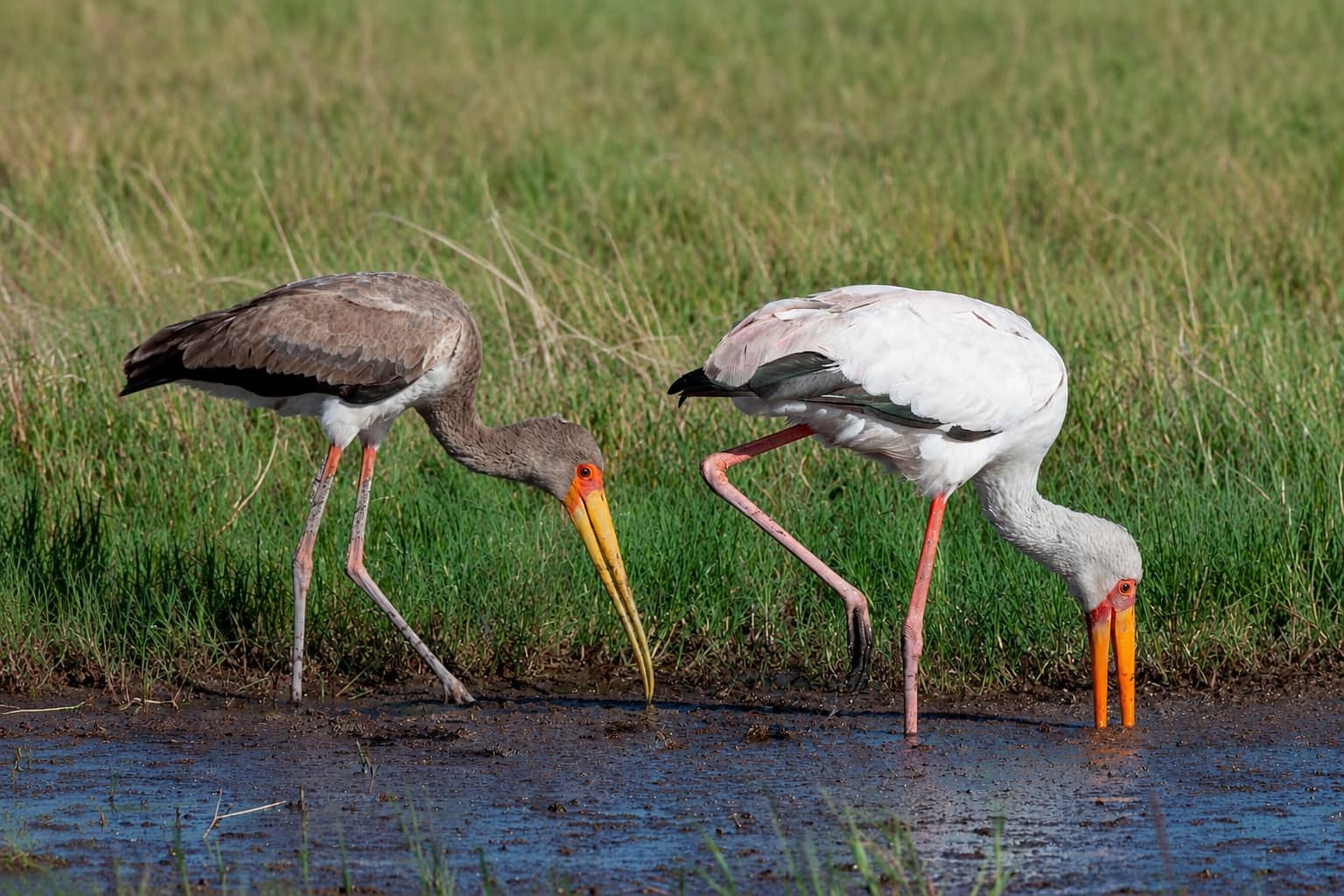 Two Yellow-billed Storks foraging in the Okavango Delta, probing mud for fish and small aquatic prey