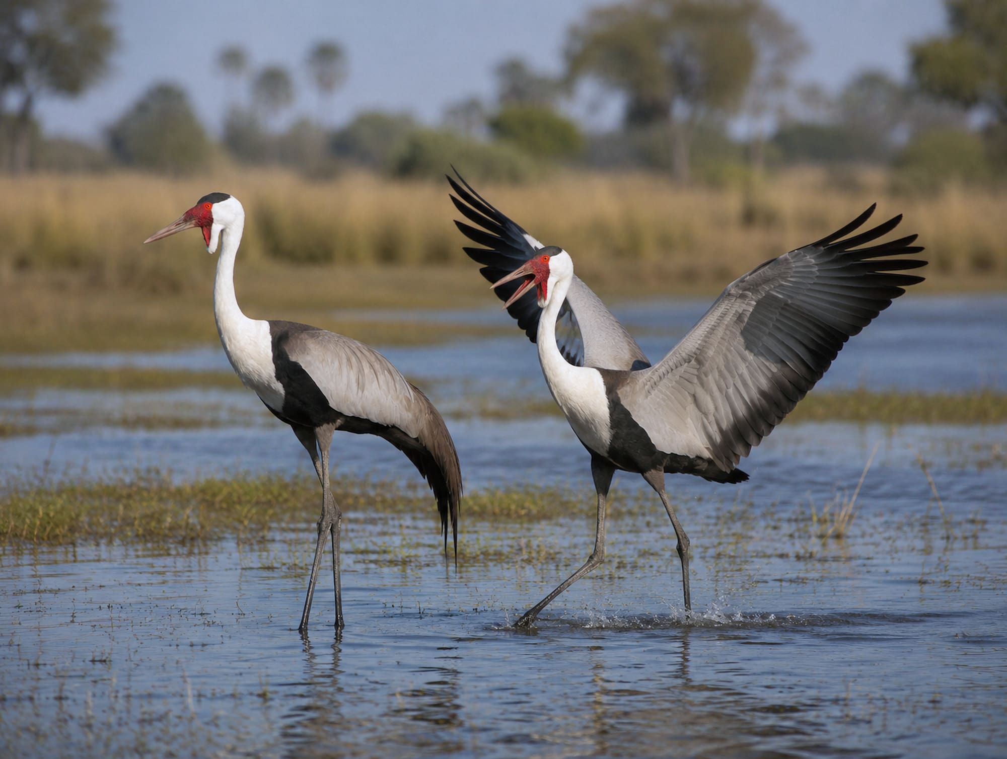 A graceful pair of wattled cranes in the wild