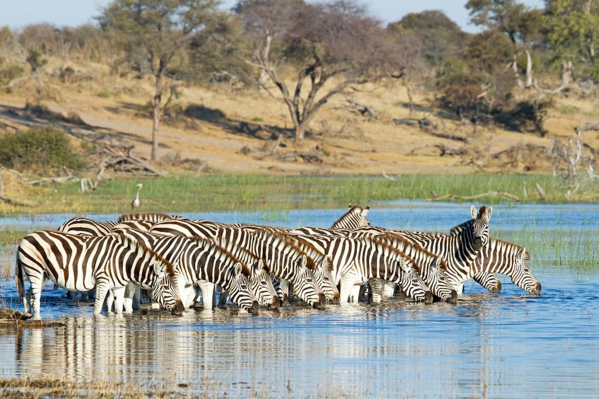 A group of zebras in Botswana during the river crossing