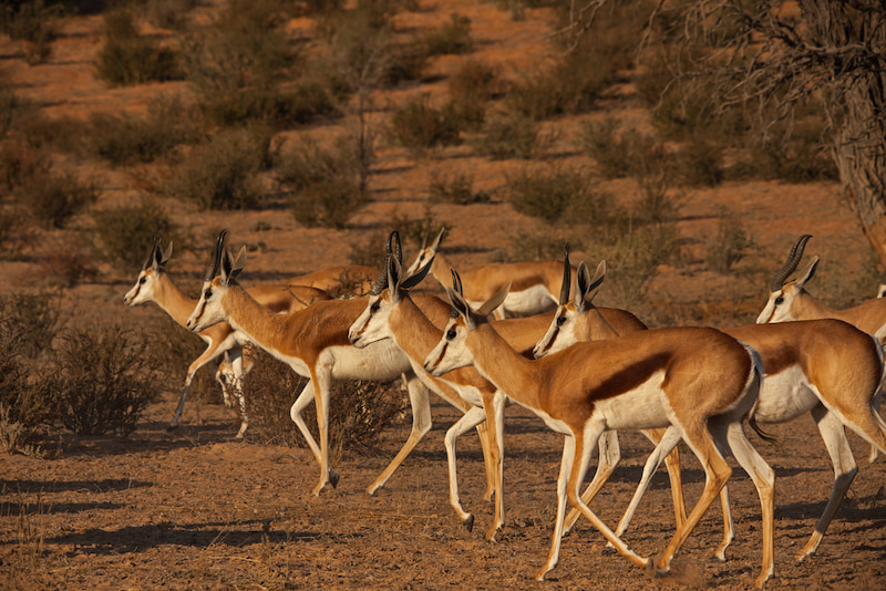 A herd of springboks grazing in the Kalahari Desert.