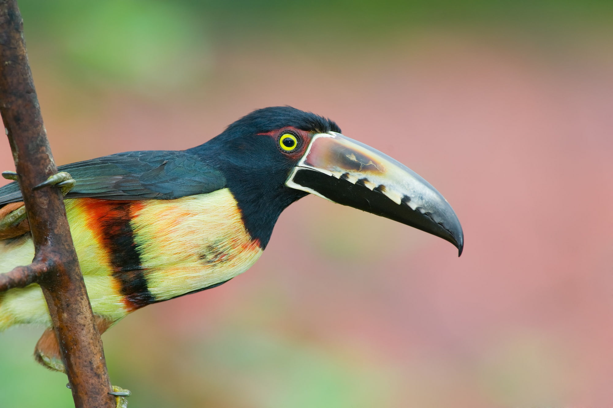 Collared aracari