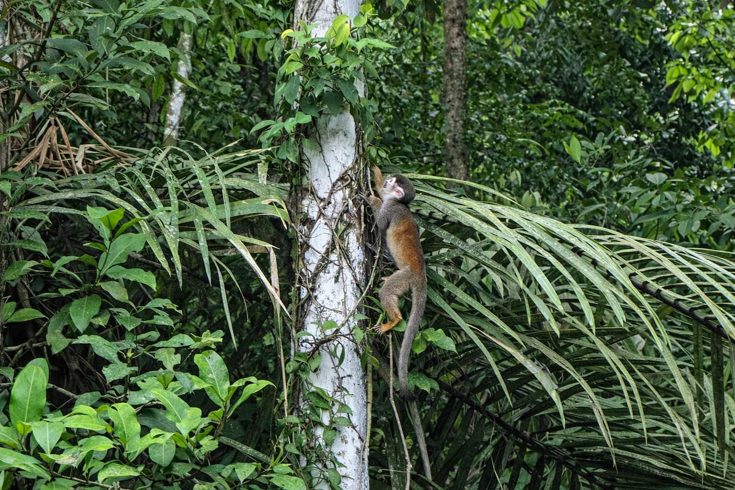 Capuchin monkeys in the Ecuadorian Amazon near La Selva Lodge