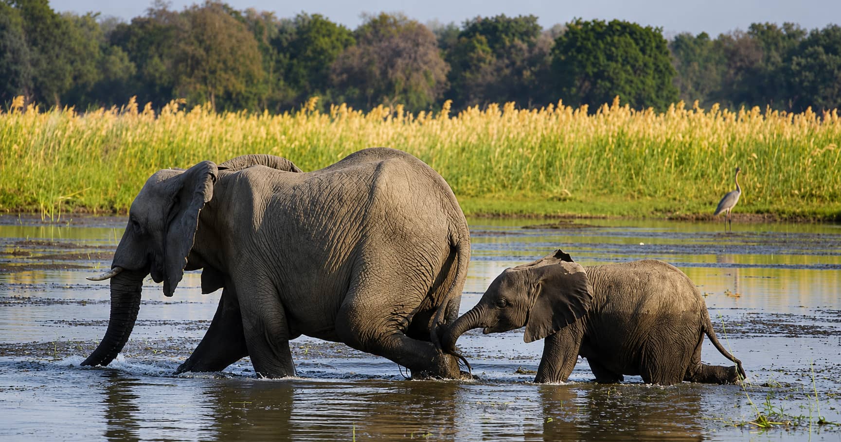 A mother elephant and her calf wading through shallow water in Zambezi National Park