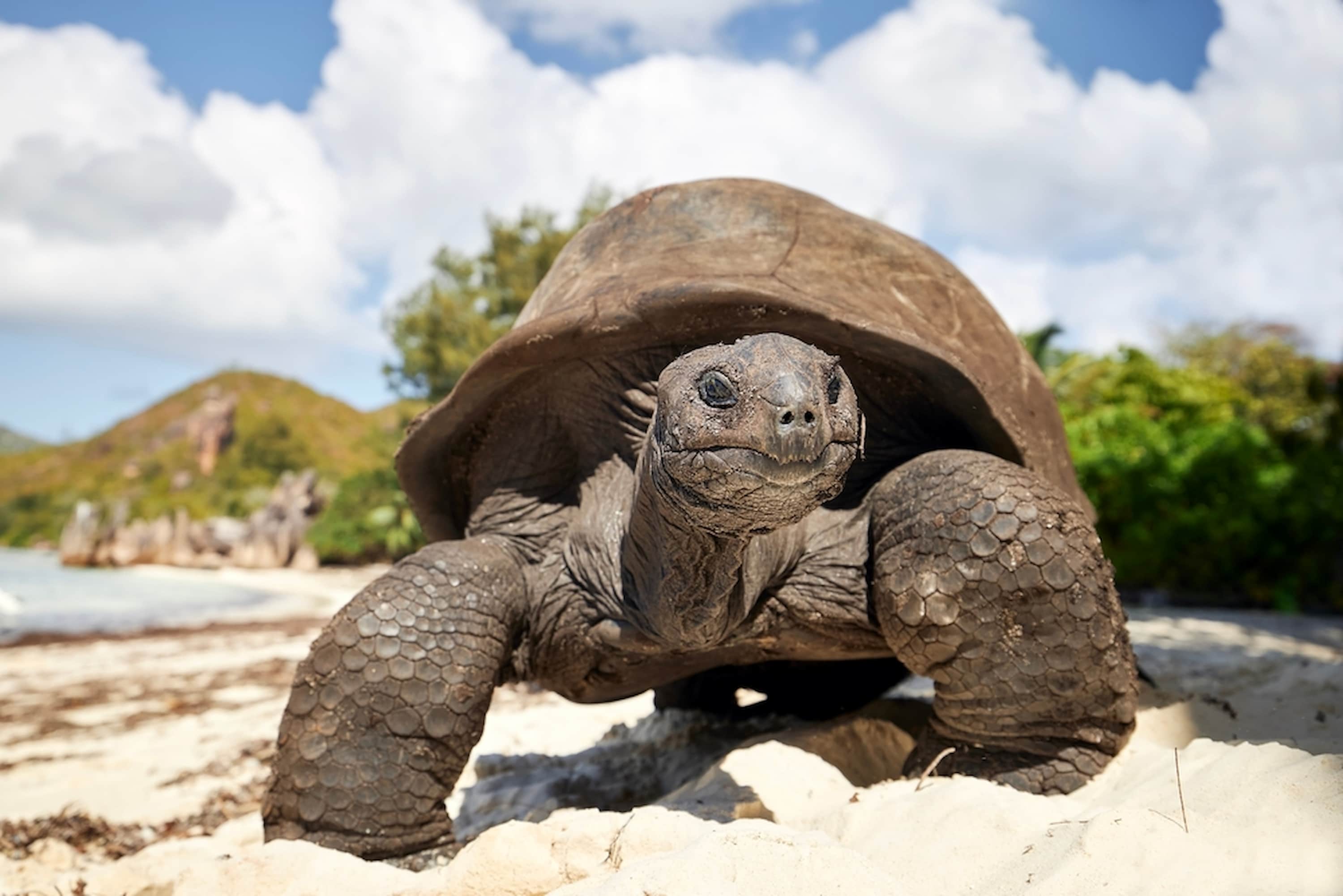 Giant tortoise in Galapagos. Giant tortoise in Galapagos.