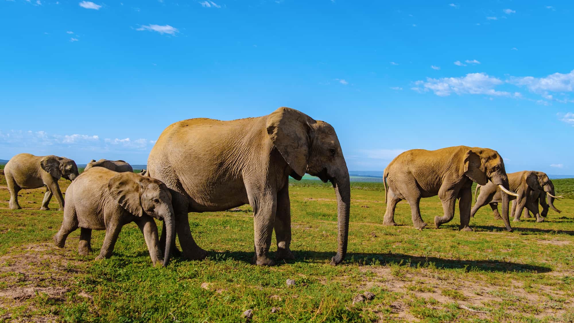 Family of Elephants at Addo Elephant park