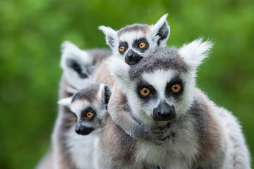 Madagascar