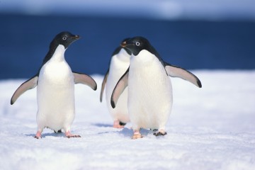 Selling Antarctica