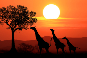 Selling Africa 
