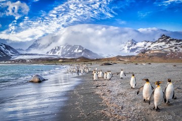 Cruise to the Falklands