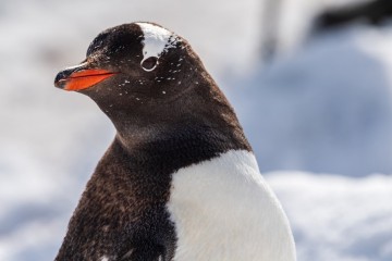 Antarctica
