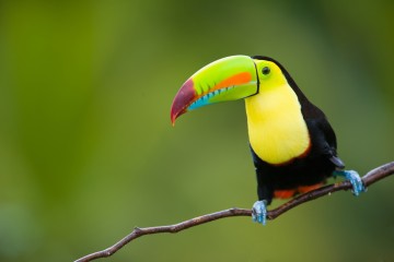 Signature South America