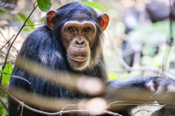 Tanzania Untamed: Crater, Plains & Chimpanzees