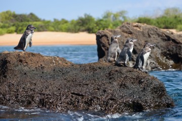 Signature Galapagos Express