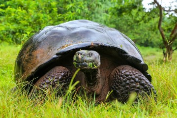 Ecuador & the Galapagos
