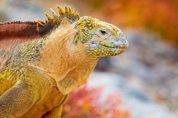 Galapagos: Natural Paradise| 8 Days