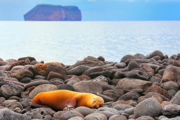Galapagos: Calipso I 8 Days