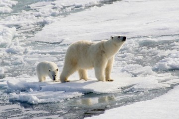 The Arctic