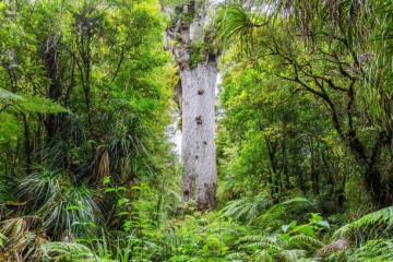 New Zealand