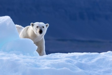 Arctic