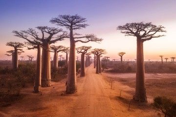 Africa I East & Southern Africa