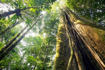 Amazon Rainforest & Responsible Tourism