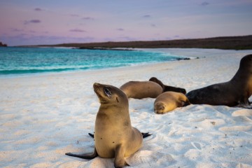 Galapagos: Horizon Trimaran | 8 Days