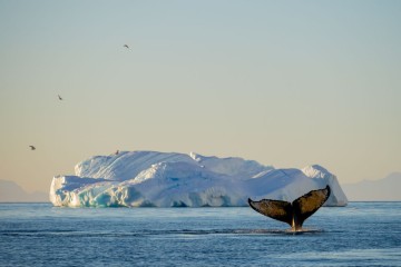 Polar I Antarctica & Arctic 