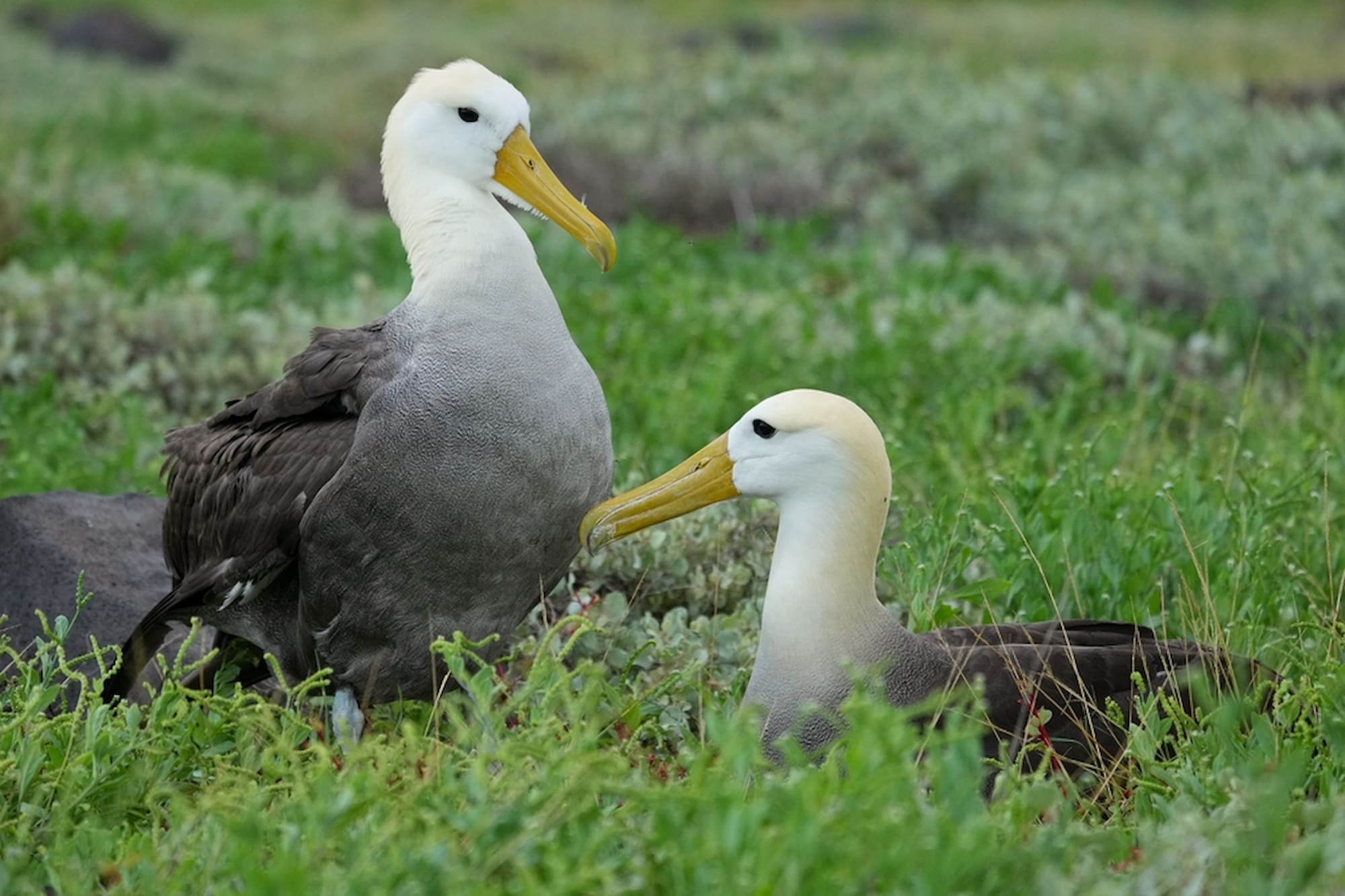 Waved Albatross in Galapagos Island, Ecuador.