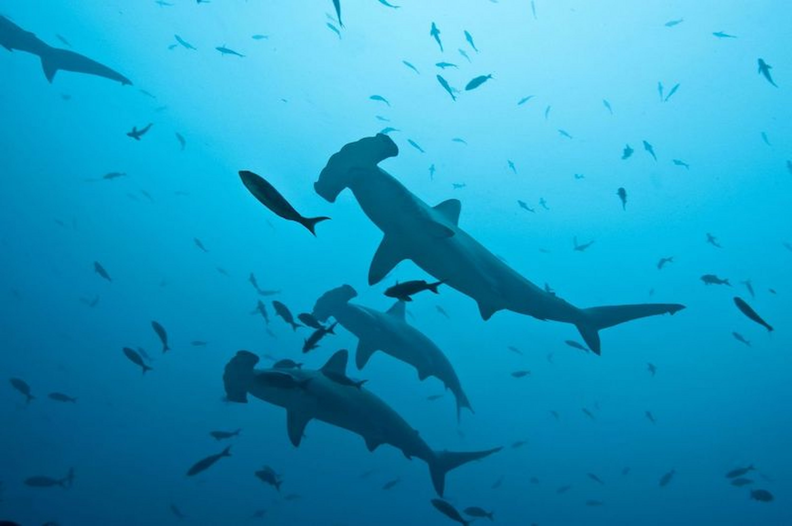 School of hammerhead sharks in Galapagos.