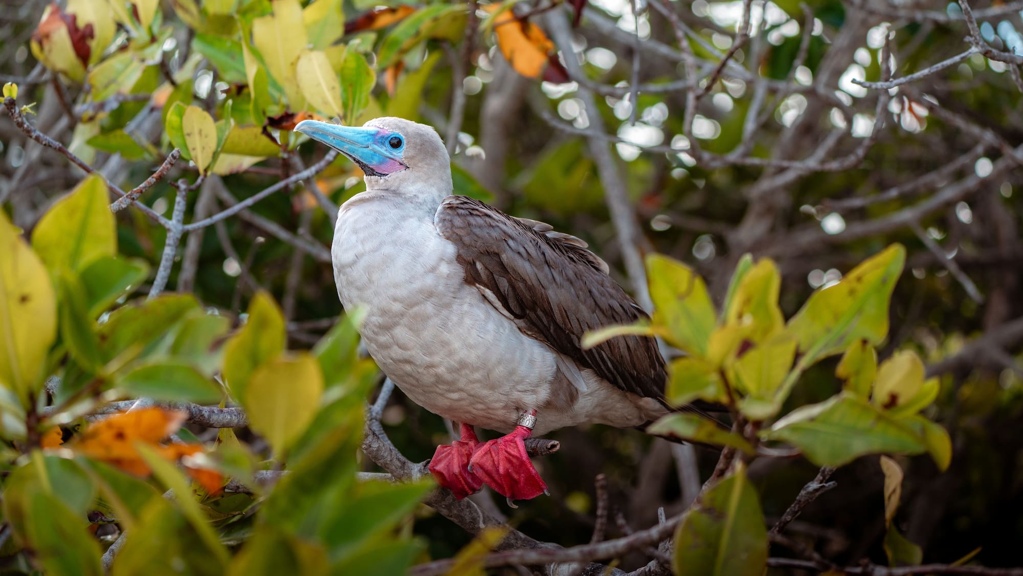 Red-footed booby