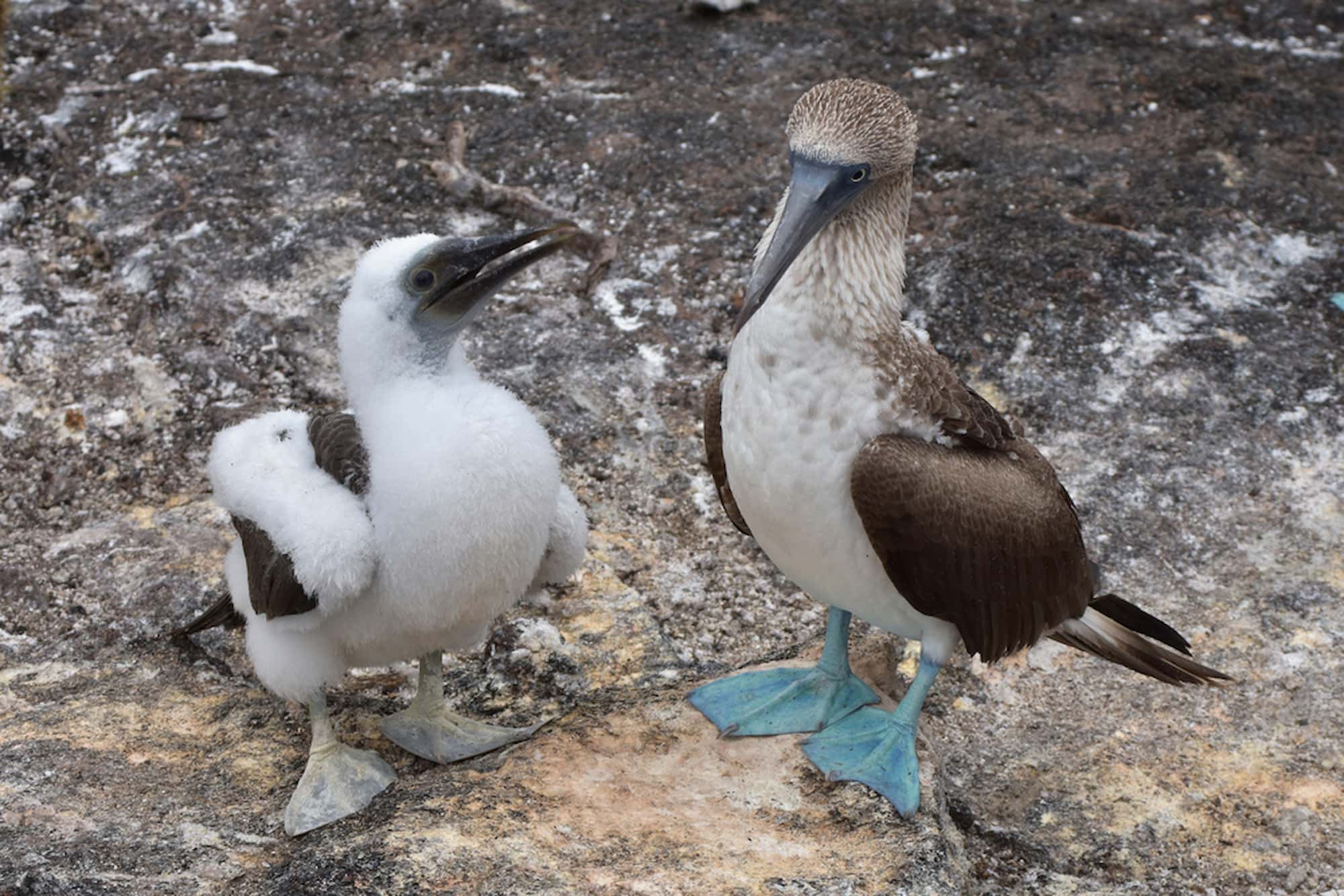 An adult and chick Blue-footed Booby captured in the Galápagos Islands.
