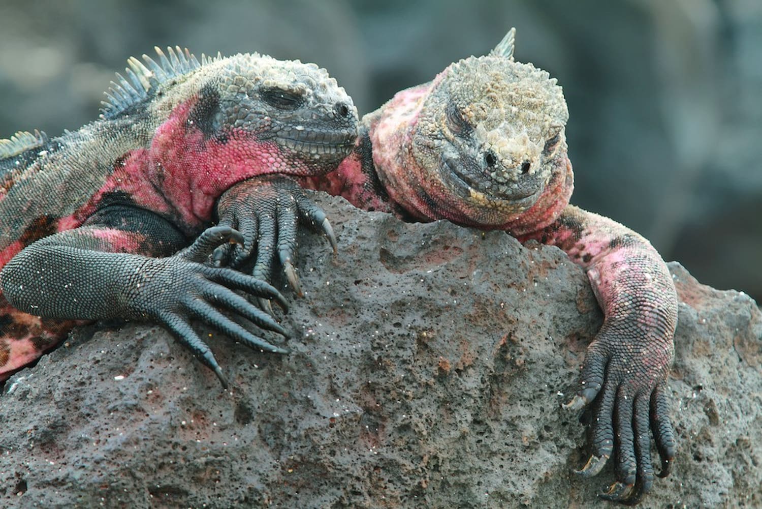 Marine iguanas in breeding colours on volcanic rock, Galápagos Islands, Ecuador