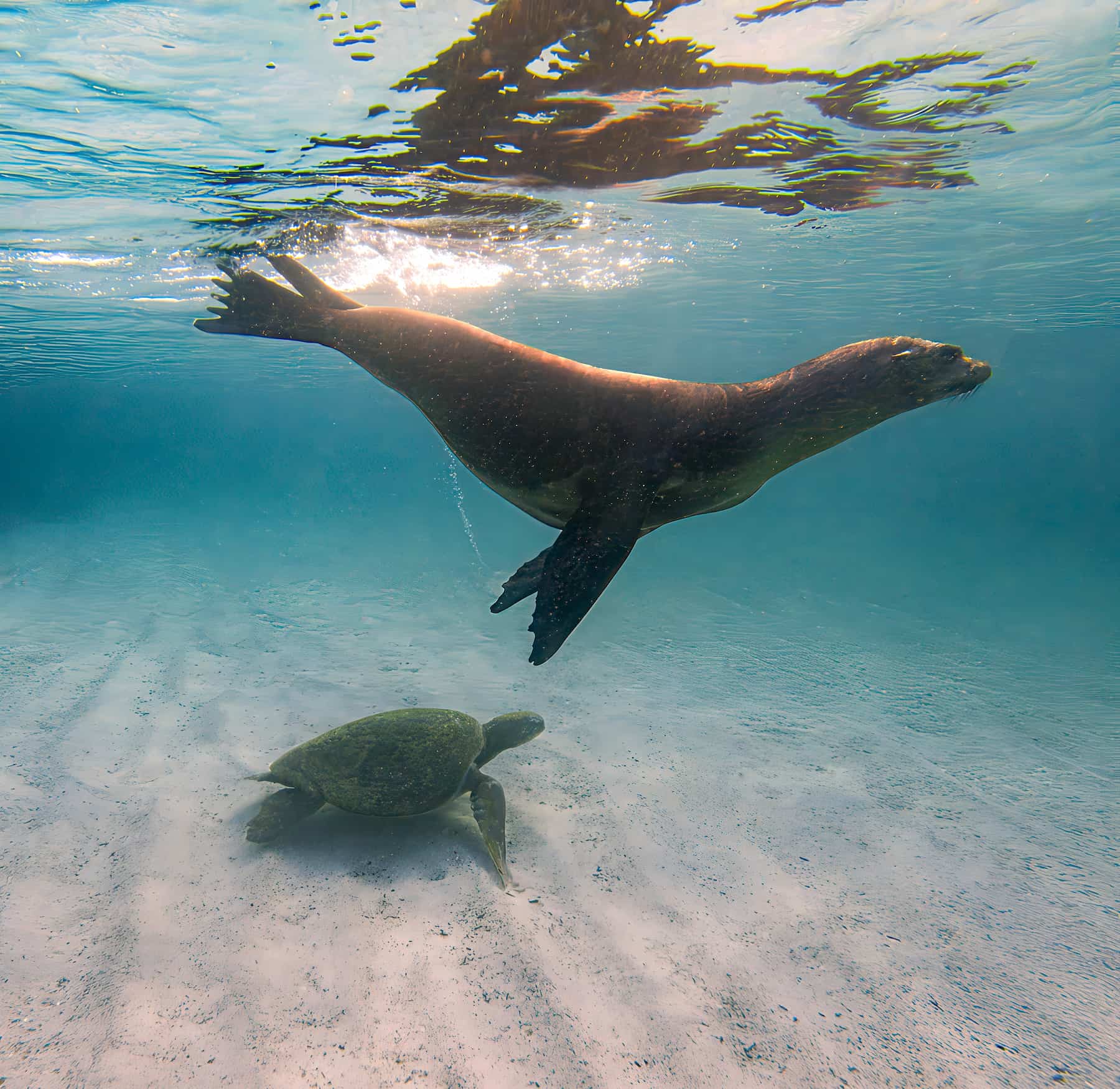 Snorkeller swimming beside a Galapagos sea lion underwater, Ecuador.