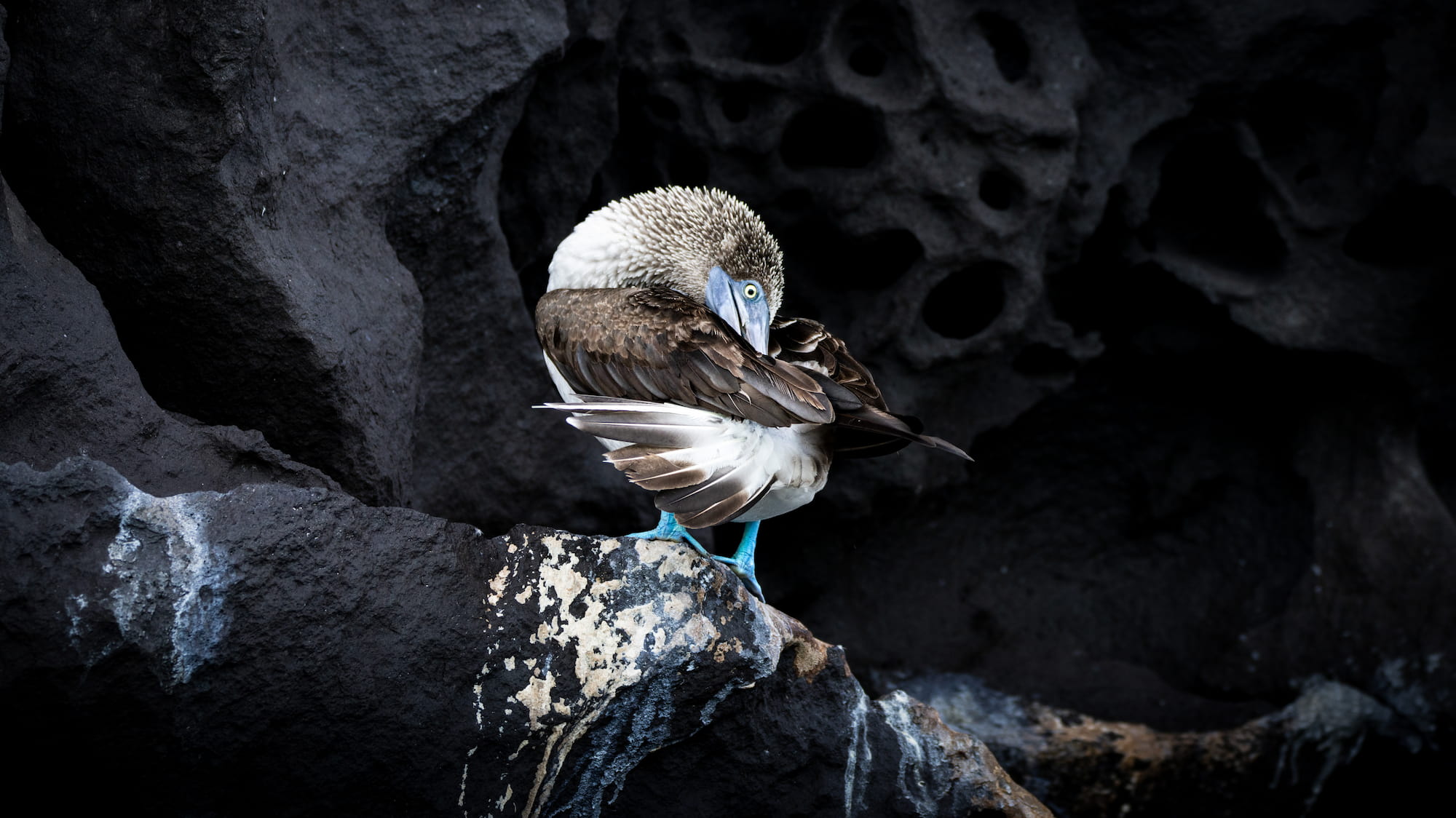 Blue-footed booby standing on volcanic rock, Galapagos Islands, Ecuador.
