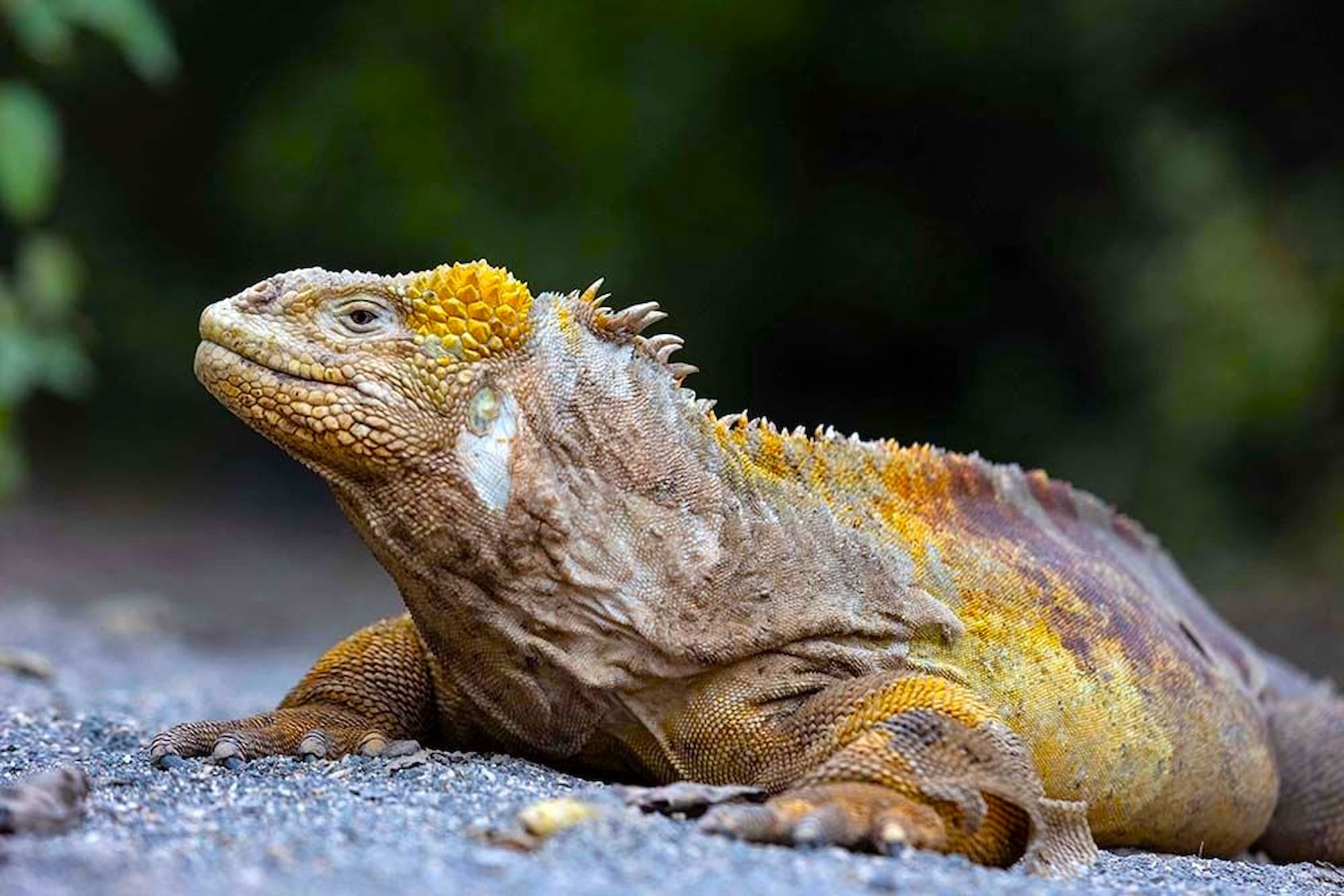 A land iguana basking along the shores of the Galápagos Islands