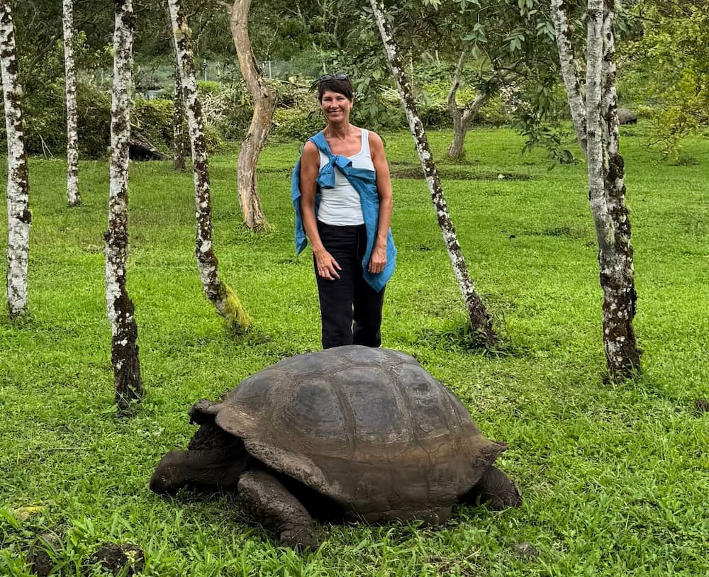 Galapagos giant tortoise in the wild Santa Cruz island Ecuador